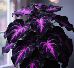 Rare Hosta Flower Seeds for Perennial Shade Garden Ornamental Foliage for Landscaping Outdoor