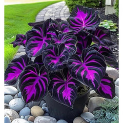 Rare Hosta Flower Seeds for Perennial Shade Garden Ornamental Foliage for Landscaping Outdoor
